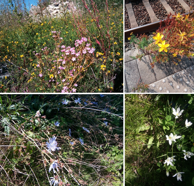 mesjoliesfleurs